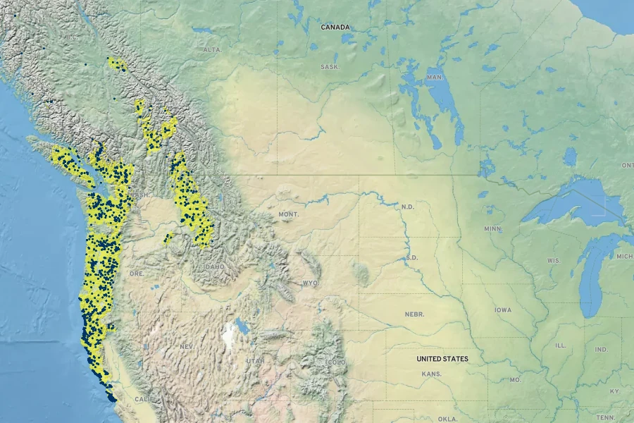 Asarum caudatum Native Range