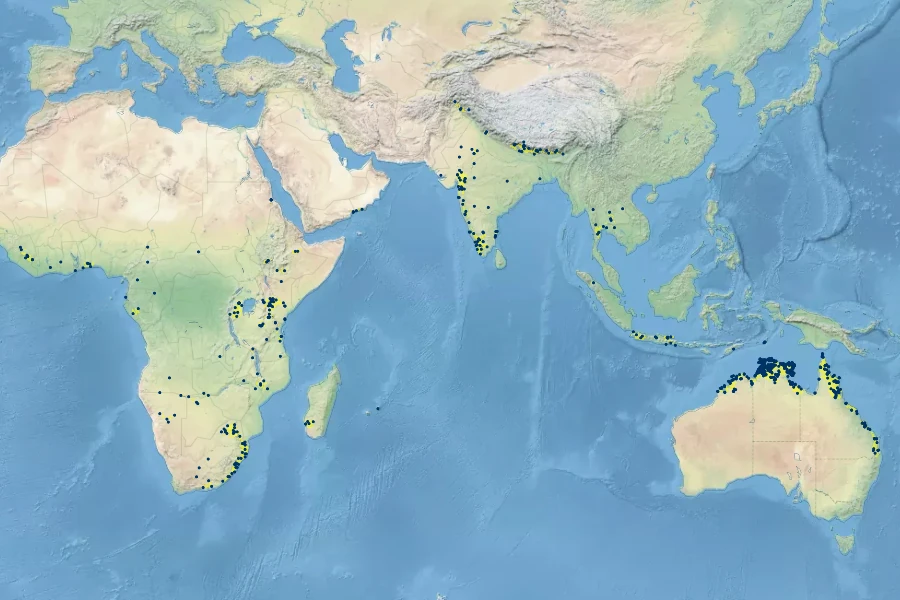 Asparagus racemosus Native Range