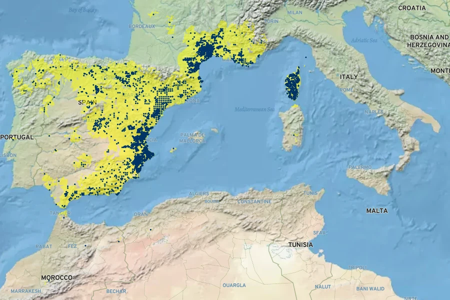 Asphodelus cerasifer Native Range
