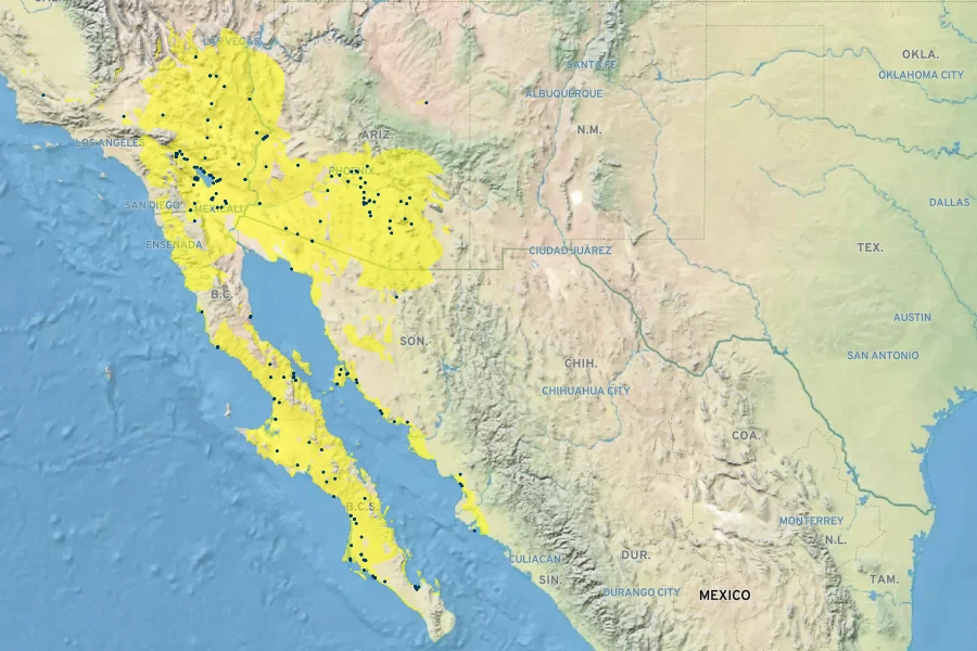 Atriplex linearis Native Range