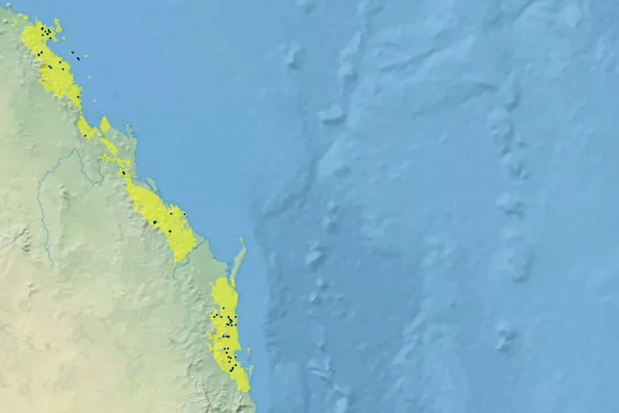 Backhousia citriodora Native Range