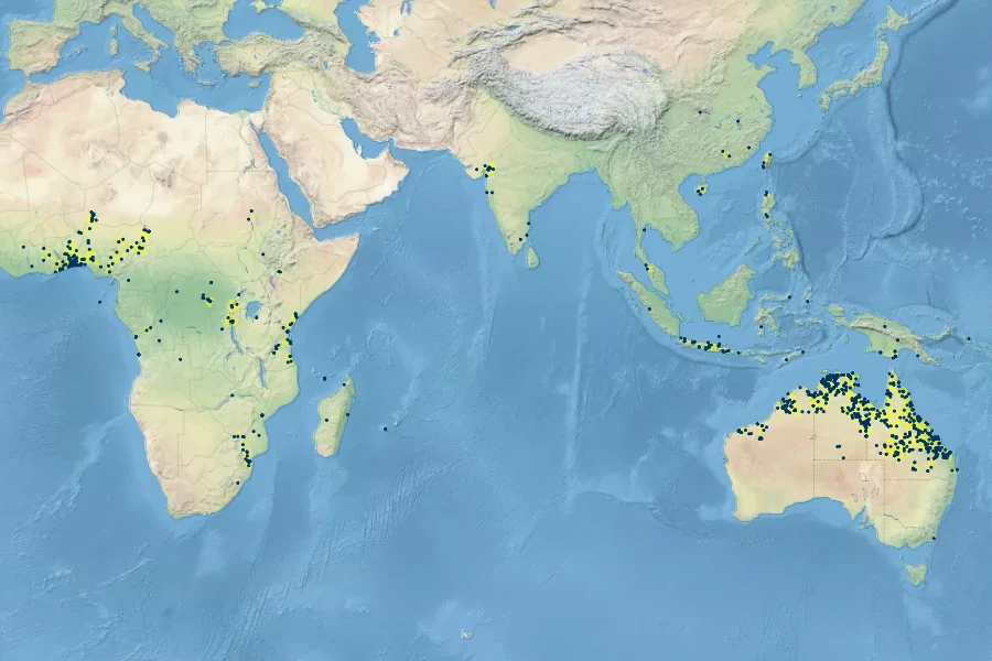 Basilicum polystachyon Native Range