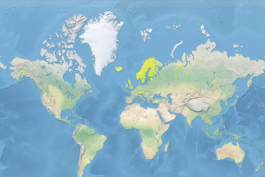 Betula nana Native Range