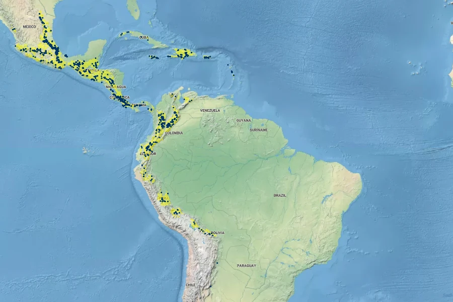 Bocconia frutescens Native Range