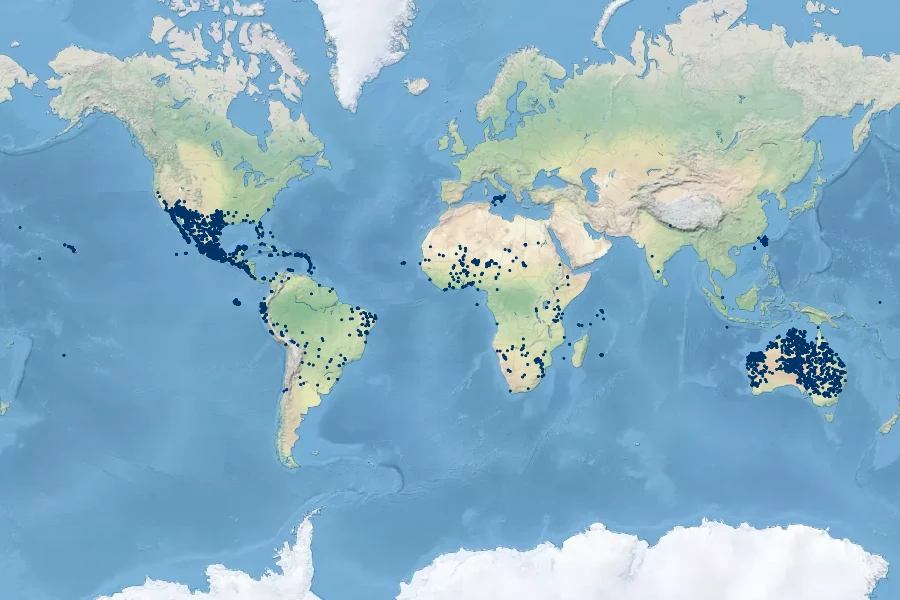 Boerhavia coccinea Native Range