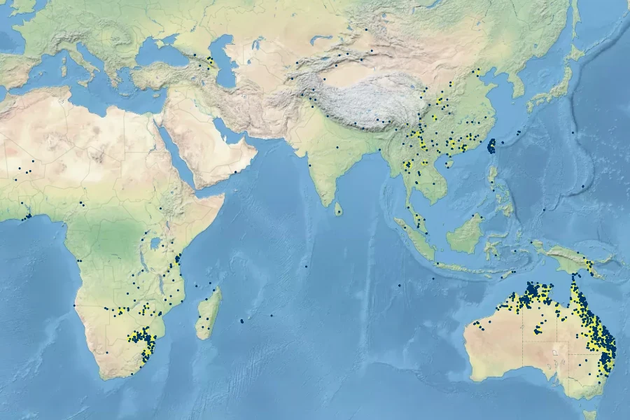 Bothriochloa bladhii Native Range