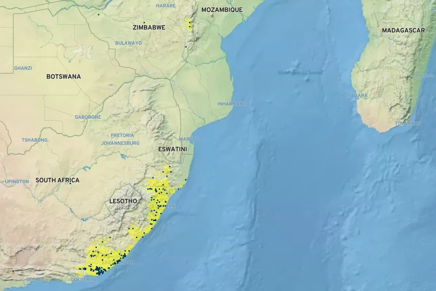 Brachylaena elliptica Native Range