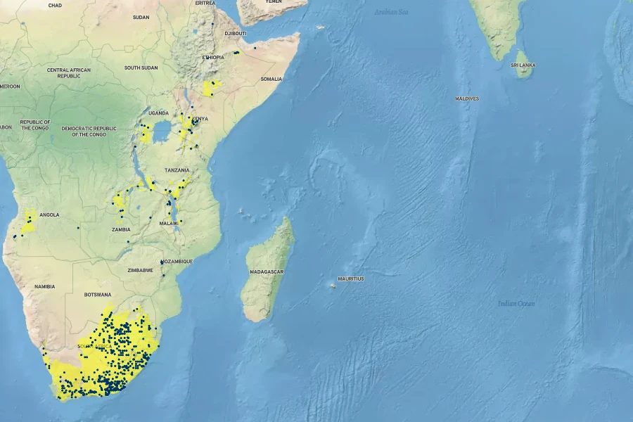 Bulbine abyssinica Native Range