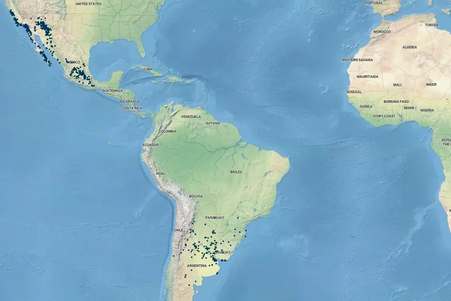 Calibrachoa parviflora Native Range