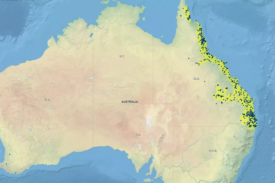 Callistemon viminalis Native Range
