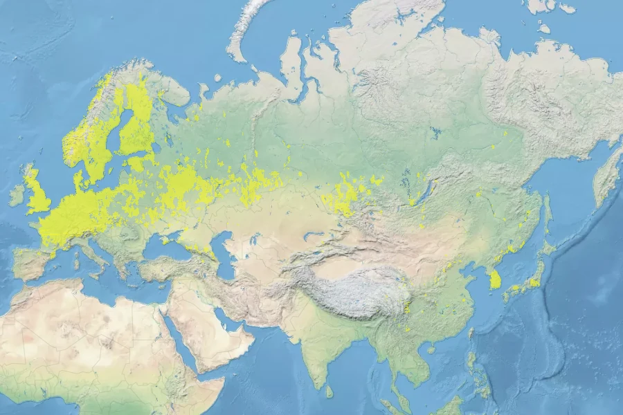 Carduus crispus Native Range