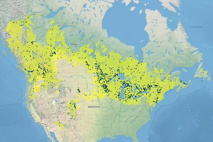Carex bebbii Native Range