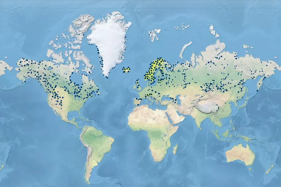Carex capillaris Native Range