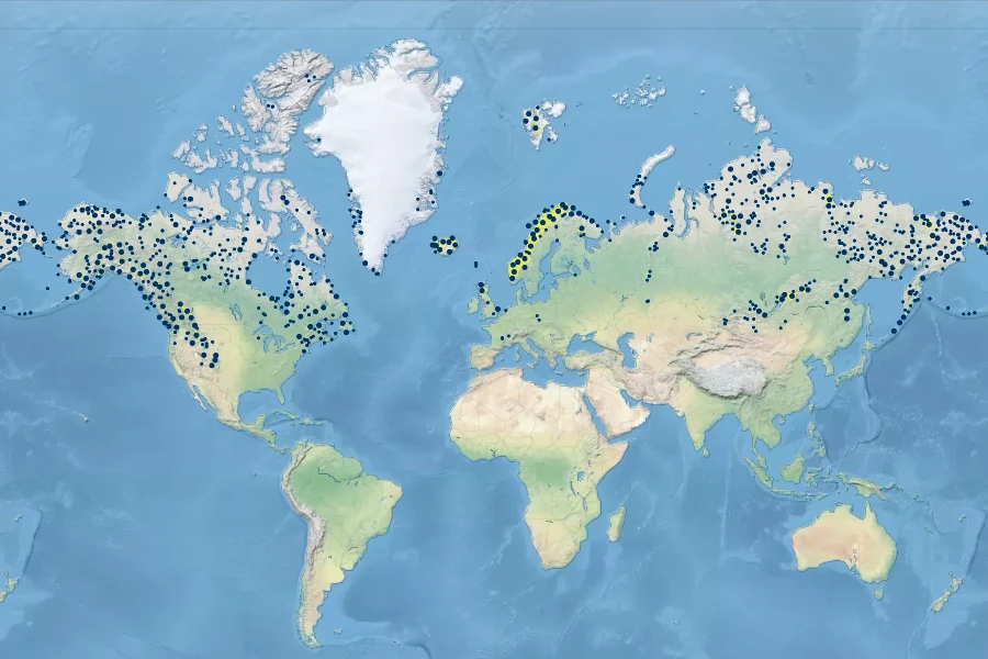 Carex saxatilis Native Range