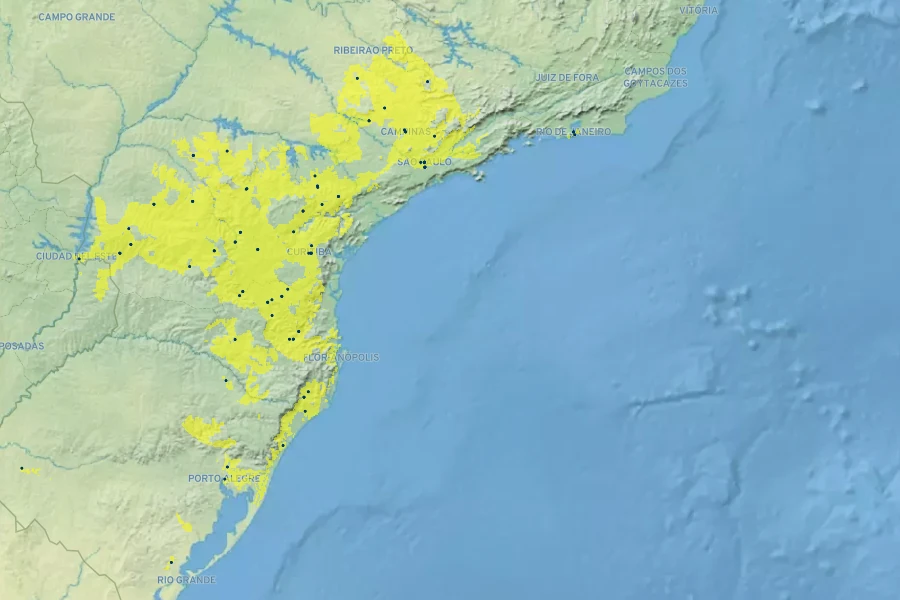 Cassia leptophylla Native Range