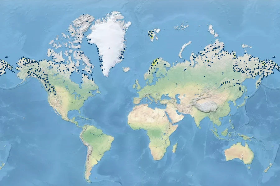 Cassiope tetragona Native Range