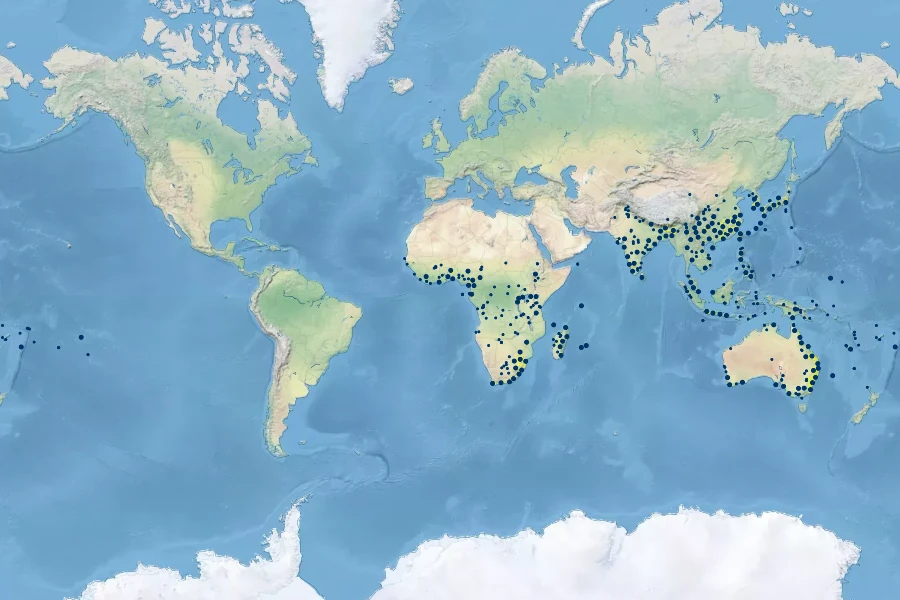 Centella asiatica Native Range
