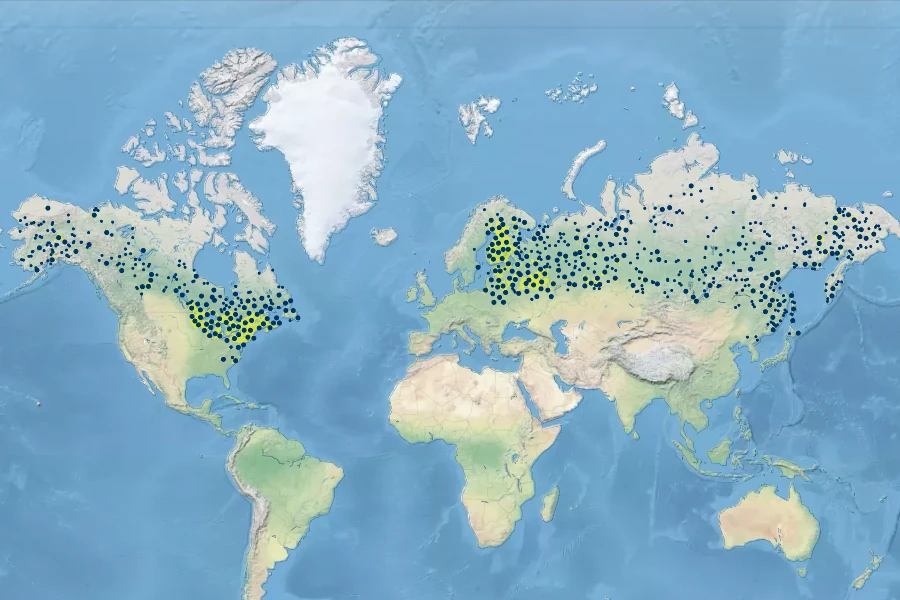 Chamaedaphne calyculata Native Range