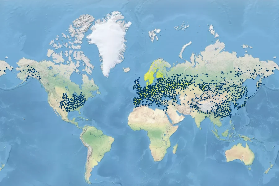 Chenopodium album Native Range