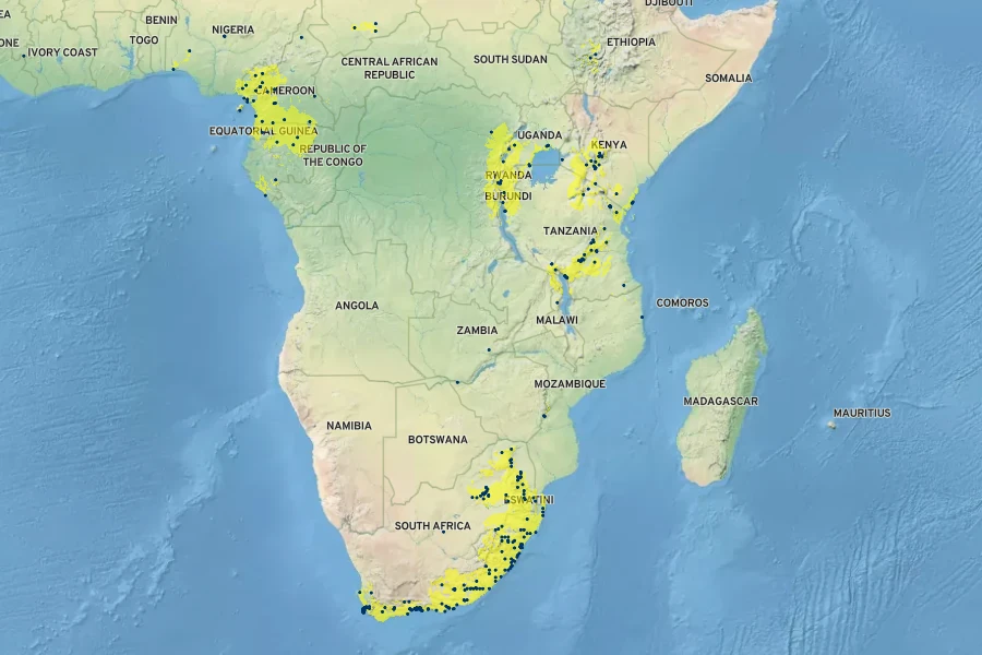 Chlorophytum comosum Native Range