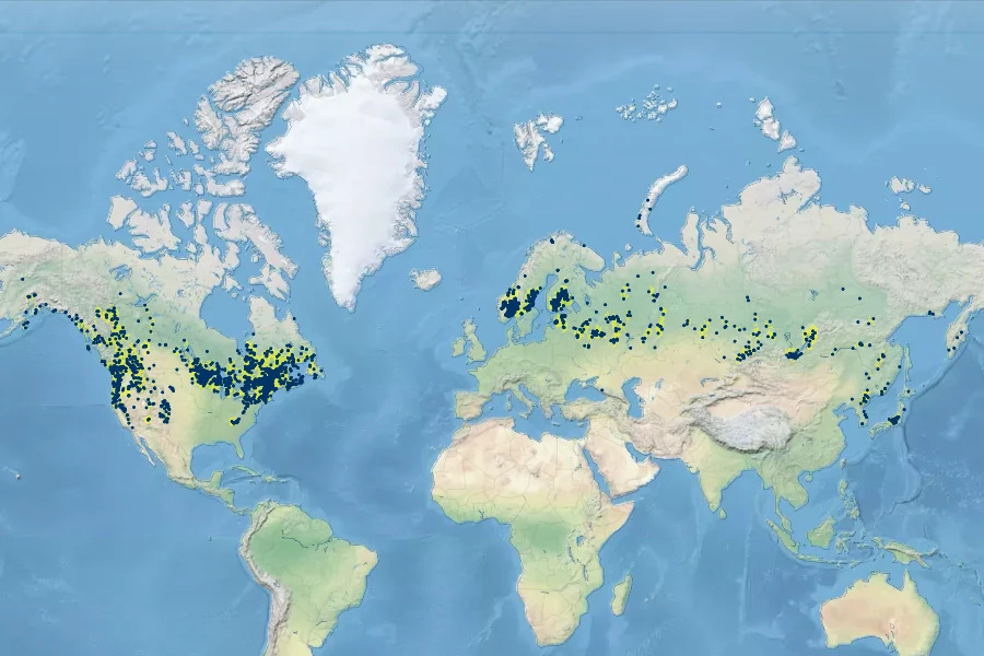 Cinna latifolia Native Range