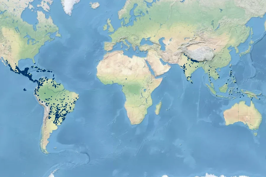 Cissampelos pareira Native Range