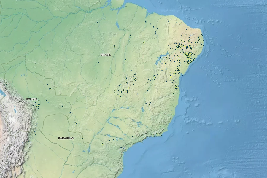 Clematicissus simsiana Native Range