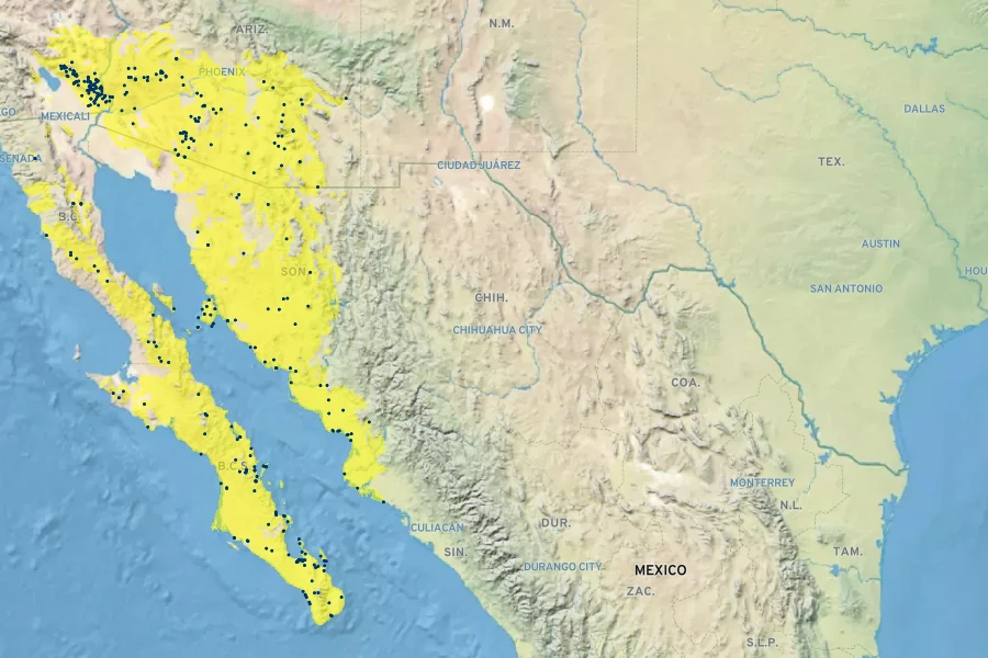 Condalia globosa Native Range