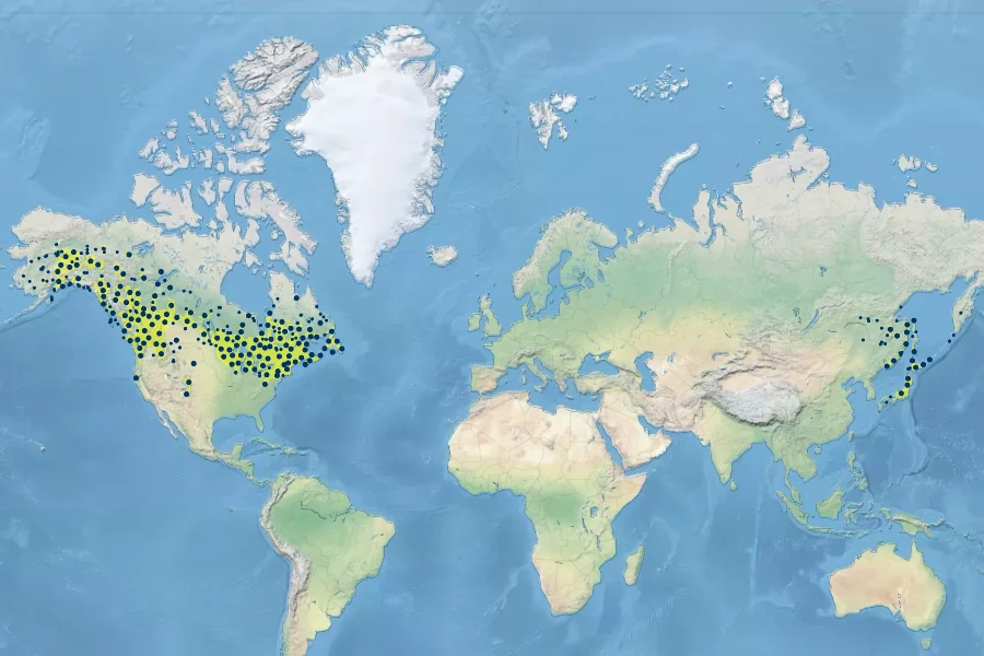 Cornus canadensis Native Range