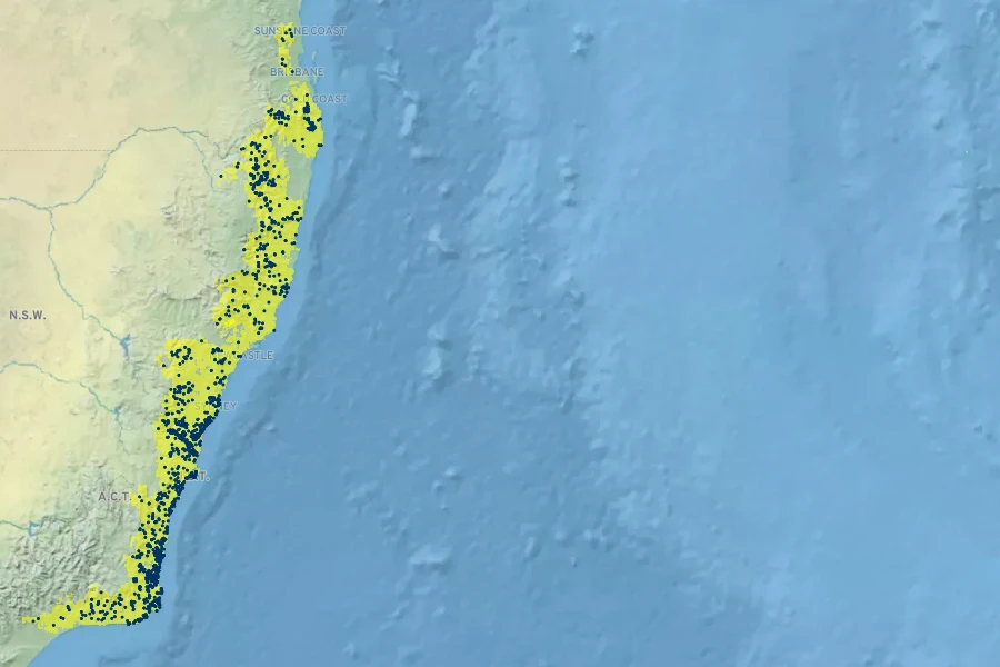Coronidium elatum Native Range