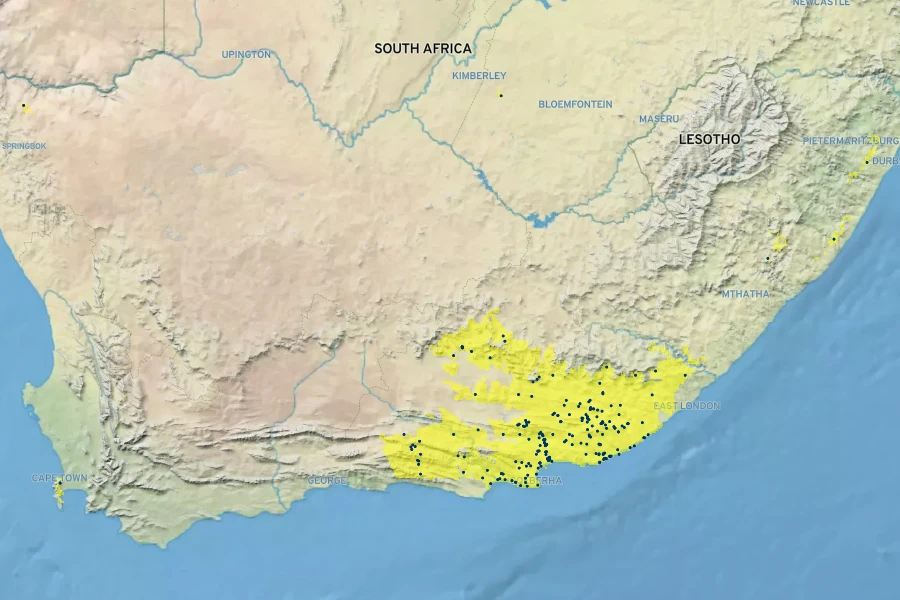 Cotyledon velutina Native Range