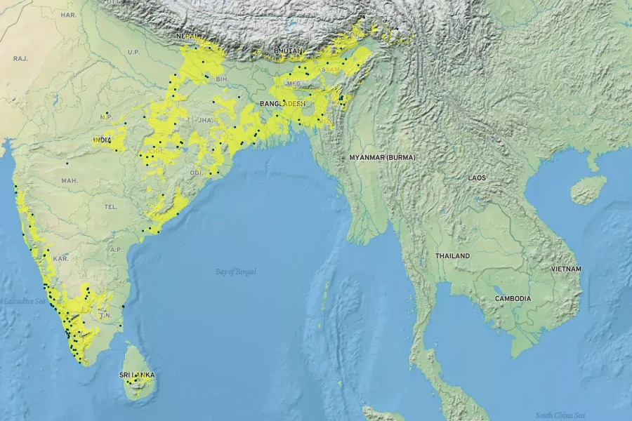 Curcuma longa Native Range