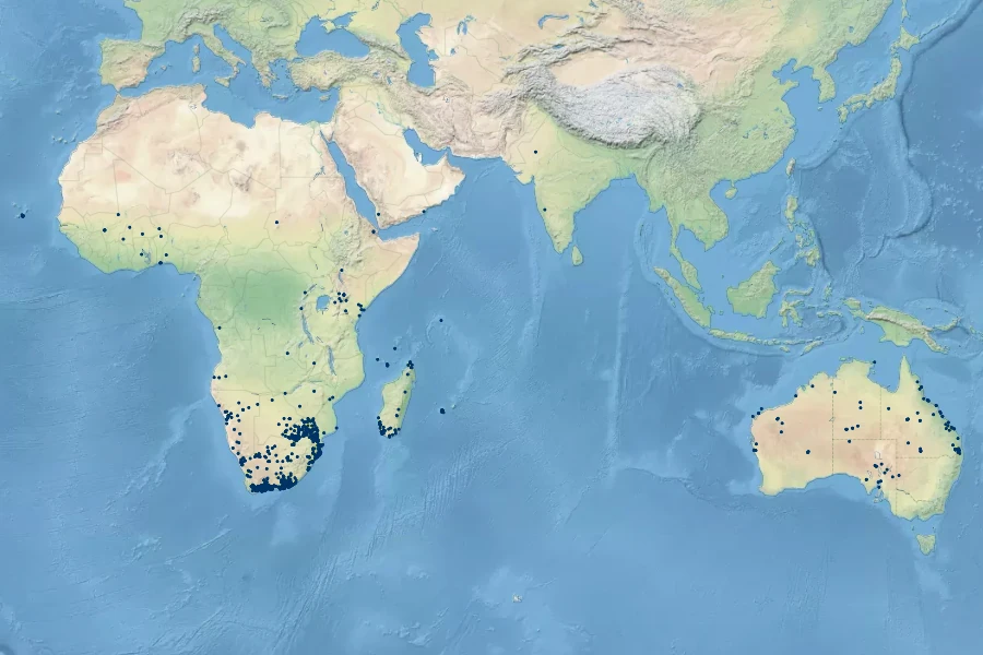 Cynanchum viminale Native Range