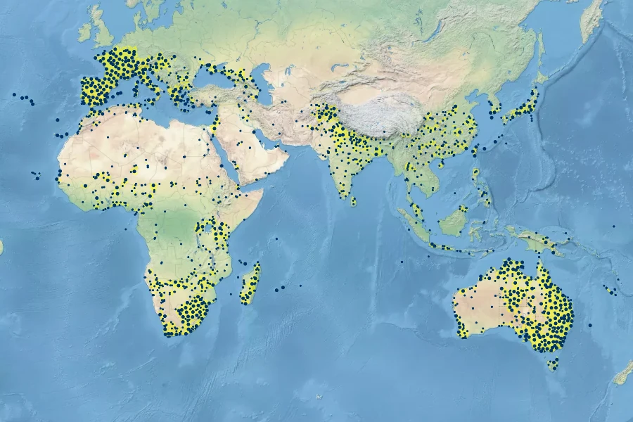 Cynodon dactylon Native Range