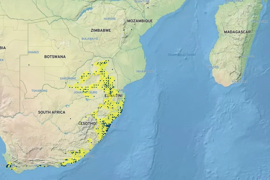 Cyperus albostriatus Native Range