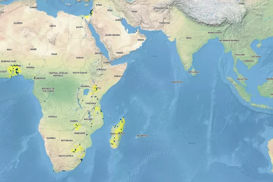 Cyperus alternifolius Native Range