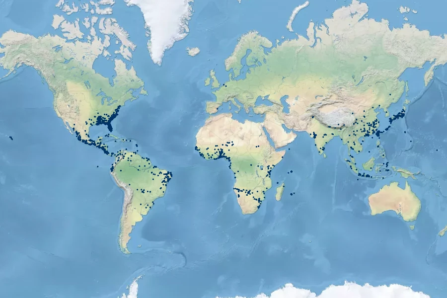 Cyperus compressus Native Range