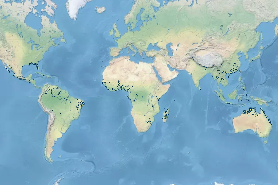 Cyperus cuspidatus Native Range