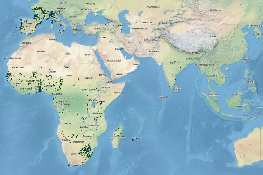 Cyperus esculentus Native Range