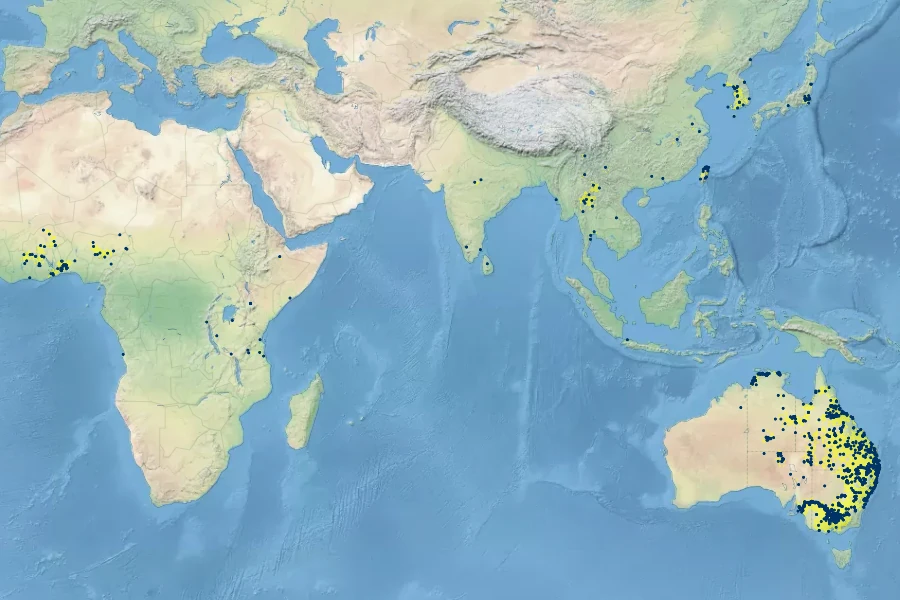 Cyperus exaltatus Native Range