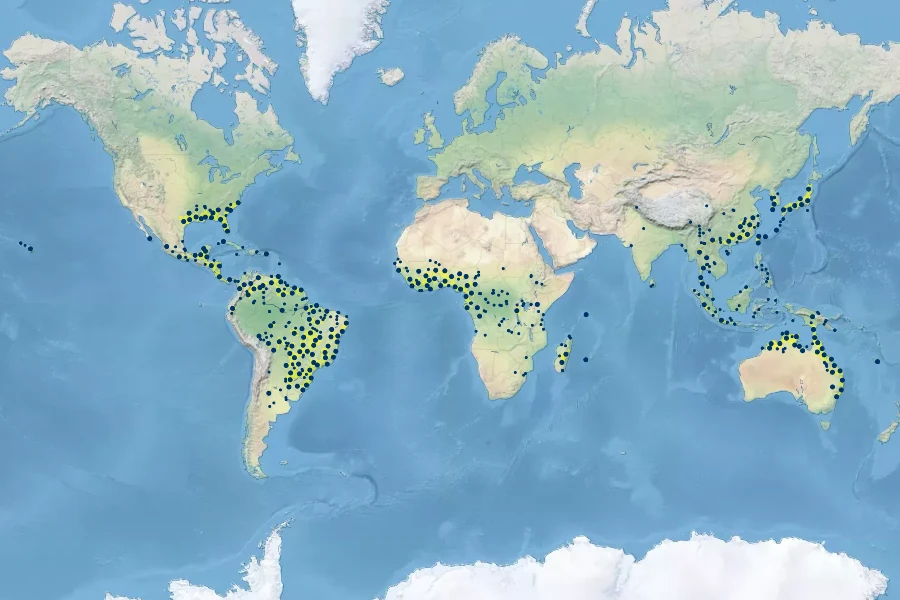 Cyperus haspan Native Range
