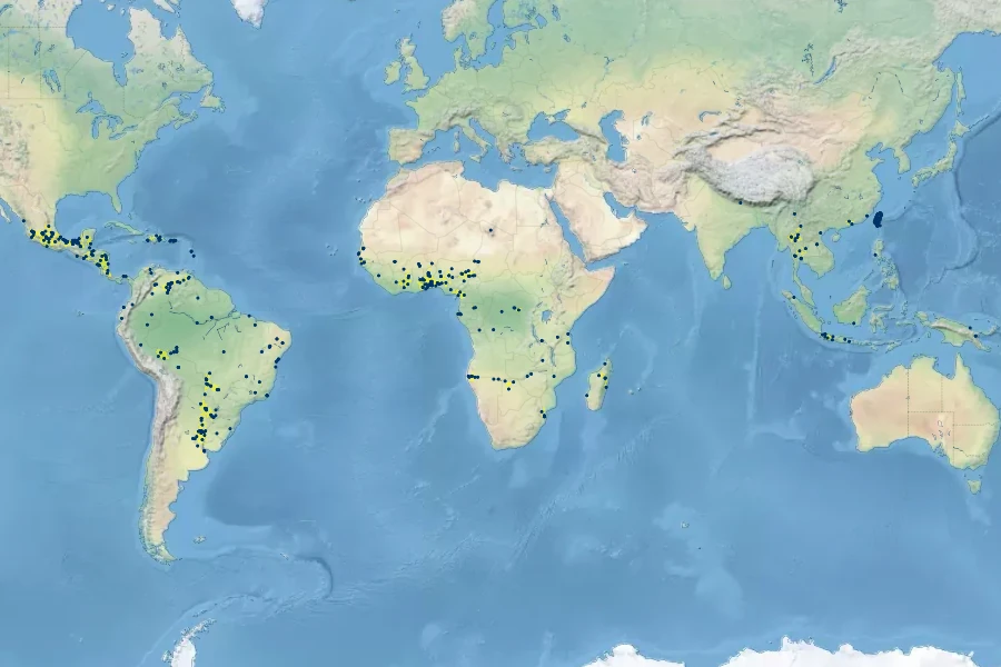 Cyperus imbricatus Native Range