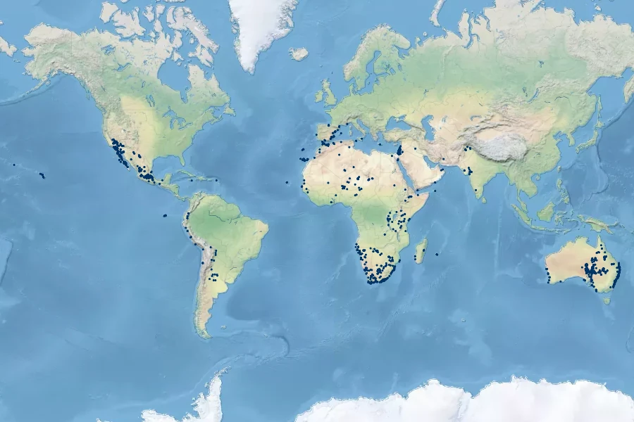 Cyperus laevigatus Native Range
