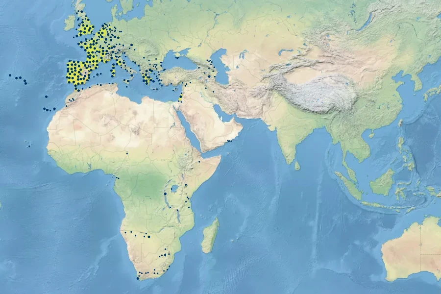 Cyperus longus Native Range