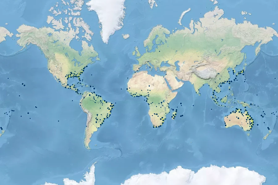 Cyperus polystachyos Native Range