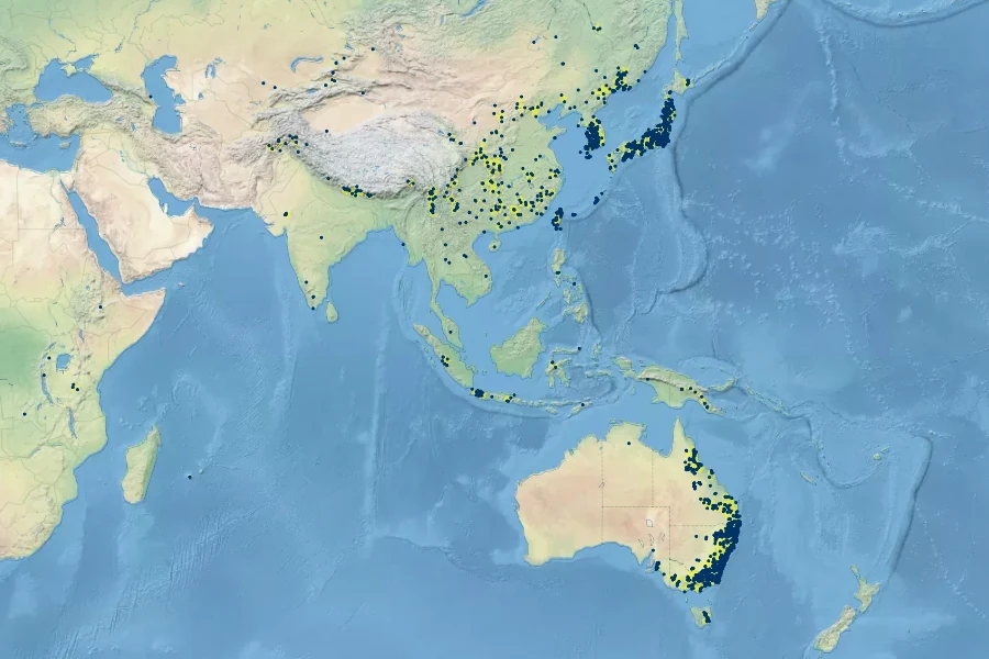 Cyperus sanguinolentus Native Range