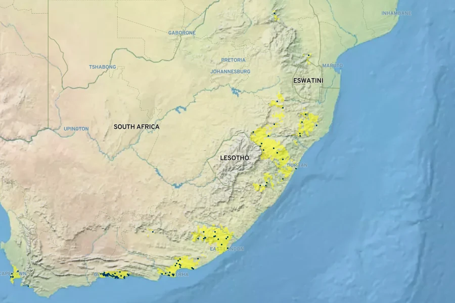 Delairea odorata Native Range