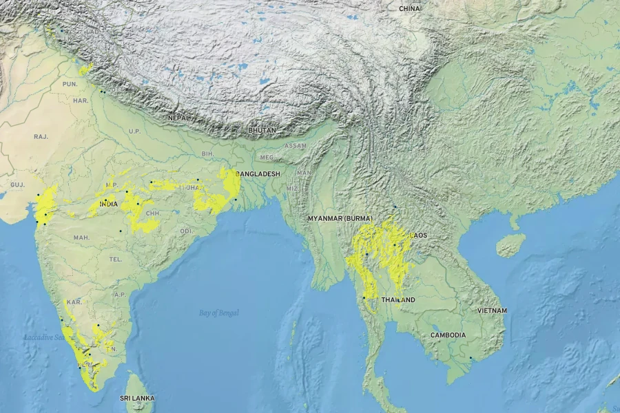 Dendrocalamus strictus Native Range