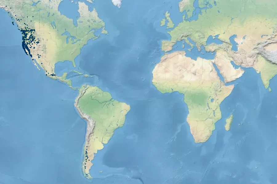 Deschampsia elongata Native Range