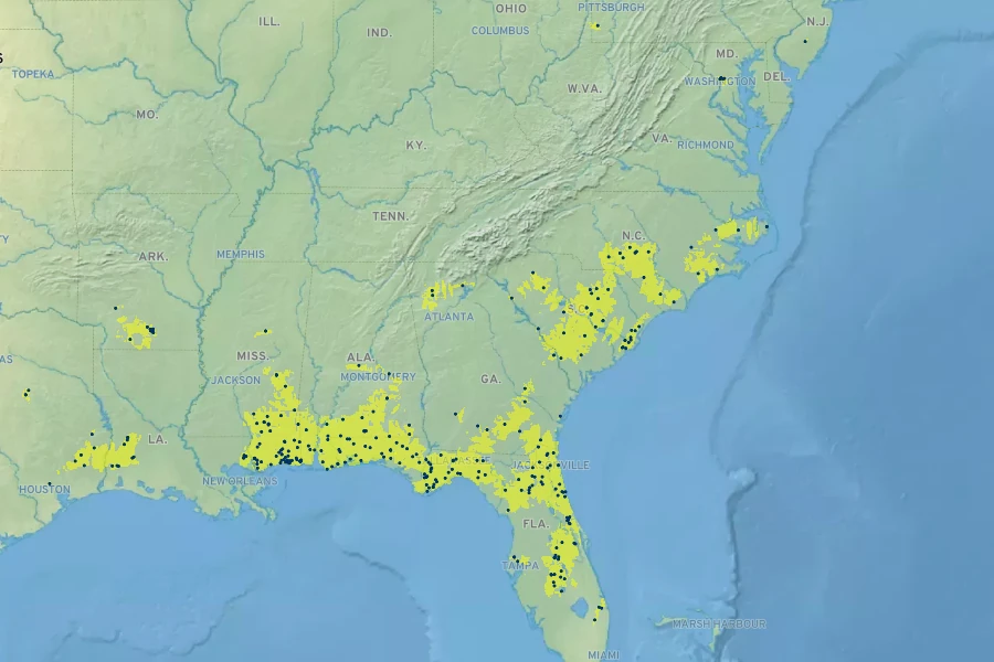 Dichanthelium scabriusculum Native Range